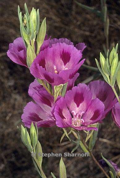 clarkia williamsonii 5 graphic